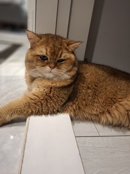 Шотландский кошка