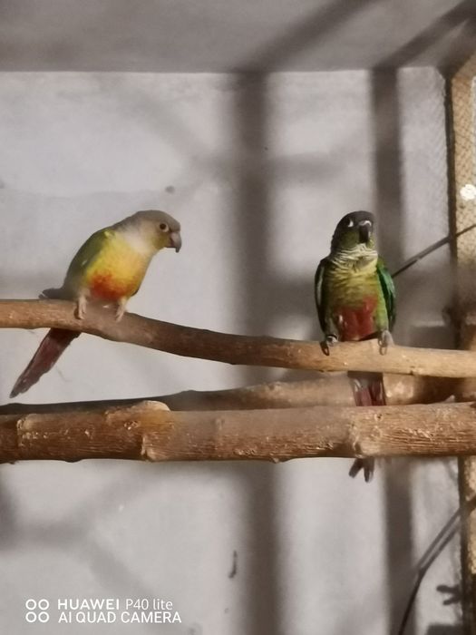 Двойки Папагали пирури.