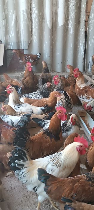 Продается куры домашные