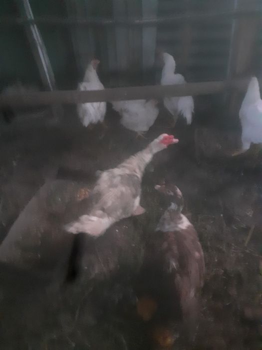продам петухов уток курей кролов
