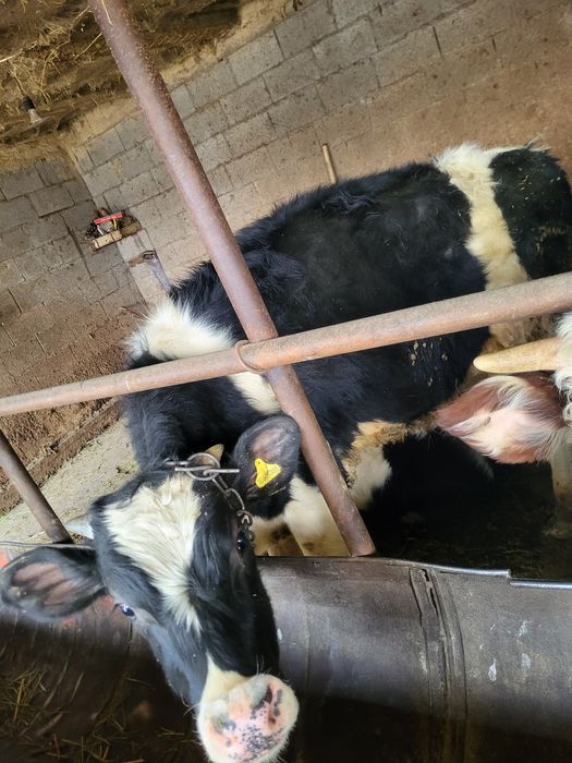 Продам тёлок 4 шт,2 бычка