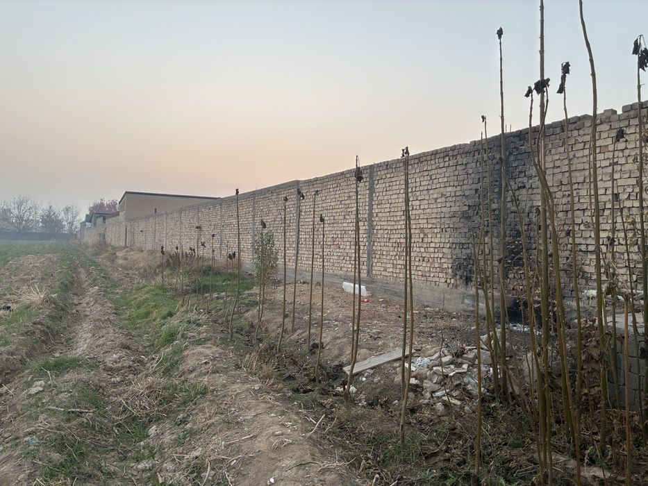 Pavloniya ko’chati sotiladi