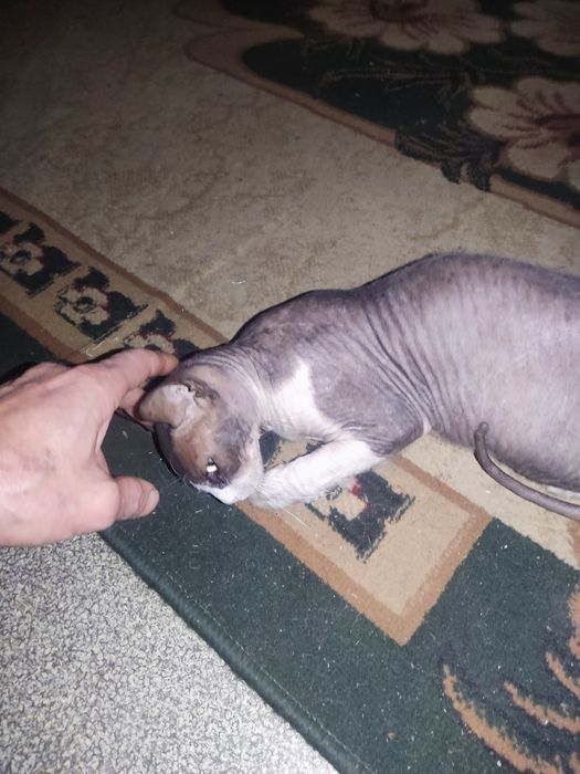 Кошка ищет кота сфинкса