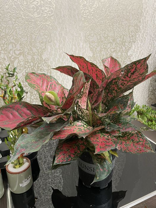 Комнатные растения Аглаонема