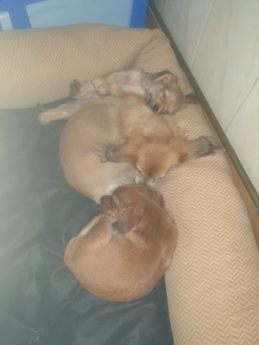 Catei spre adopție