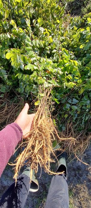 Puieți salcâm frasin mesteacăn fag carpen tei