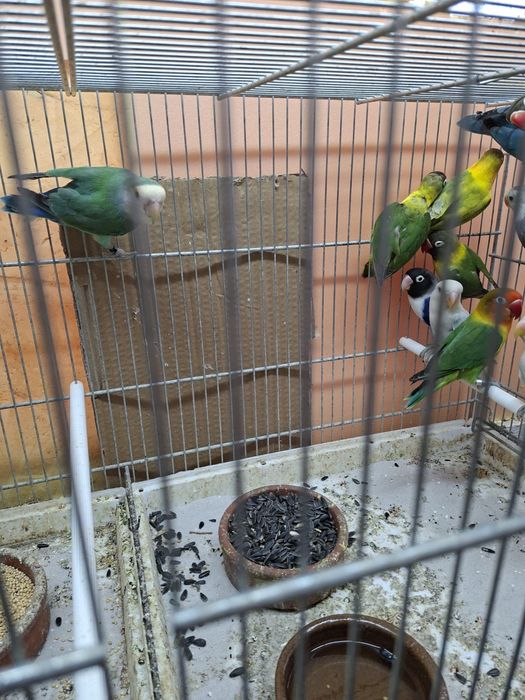 Agapornies culori variate