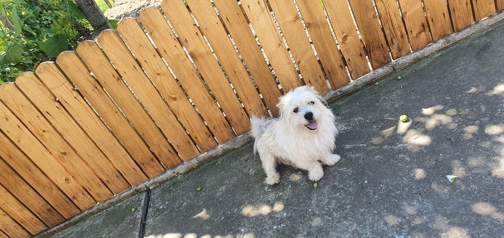 Bichon maltez fetite