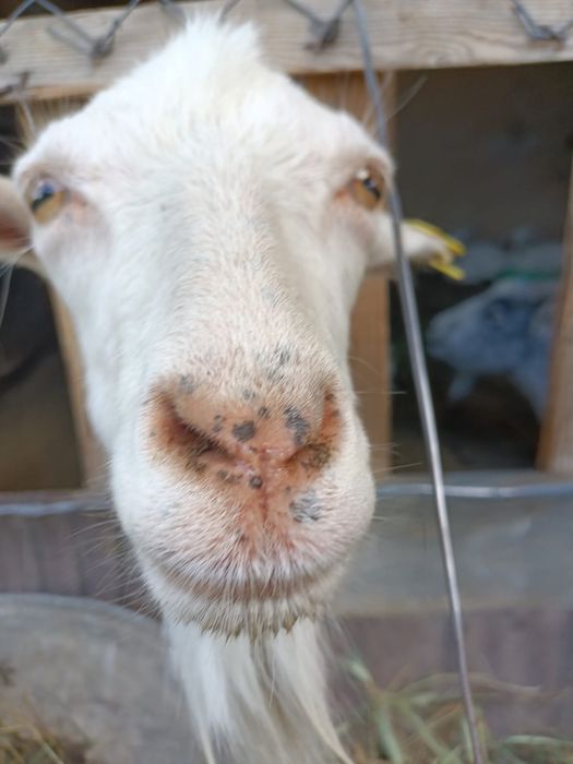 Ешки  и лактары