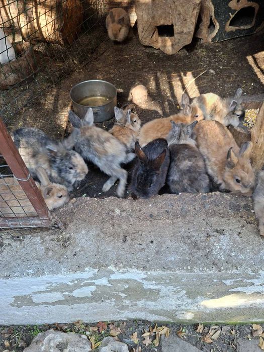 Мини зайчета 2025