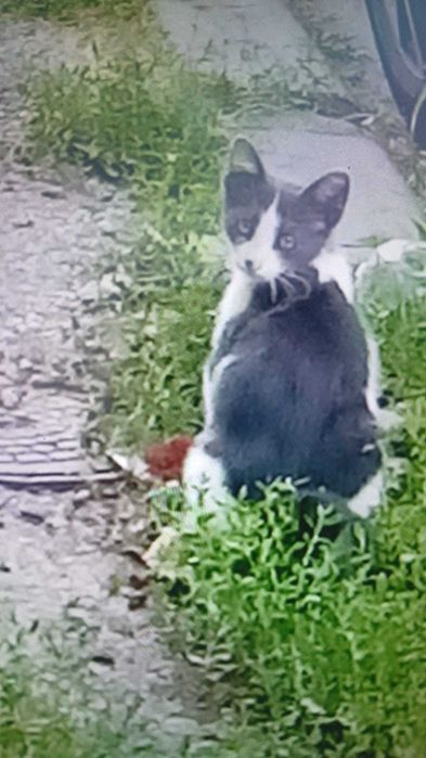 Oferim pisicut spre adoptie
