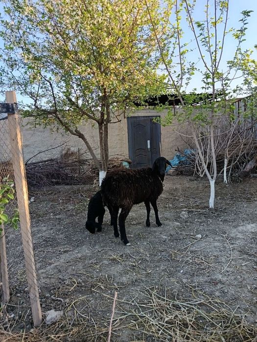 Она бола казоки куй сотилади