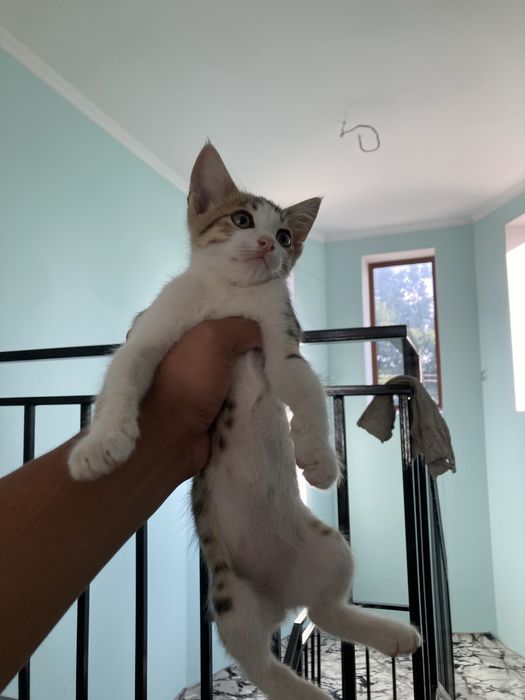 Продаётся кошки домашние бенгальская