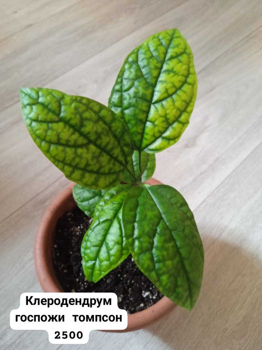 Клеродендрум госпожи Томпсон