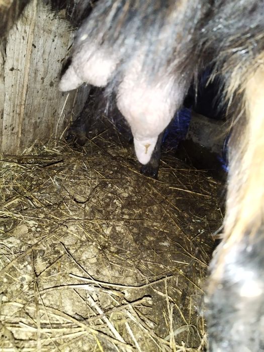 Vand capra alpina franceza pura