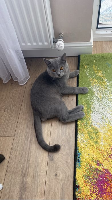Отдам в только в хорошие руки