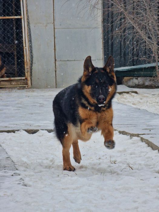 Щенок Немецкой овчарки