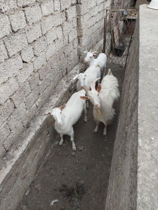 Уйда бокилган серкала сотилади