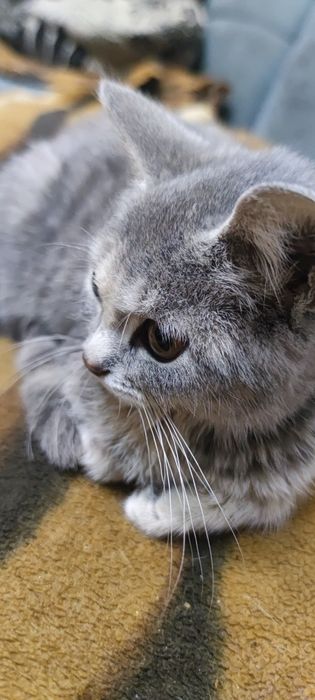Продам кошечку 15000