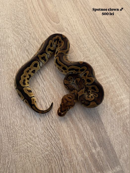 Pitoni regali puiuti