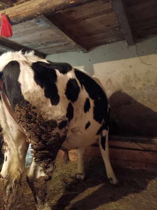 Vând doua junici holstein gestante