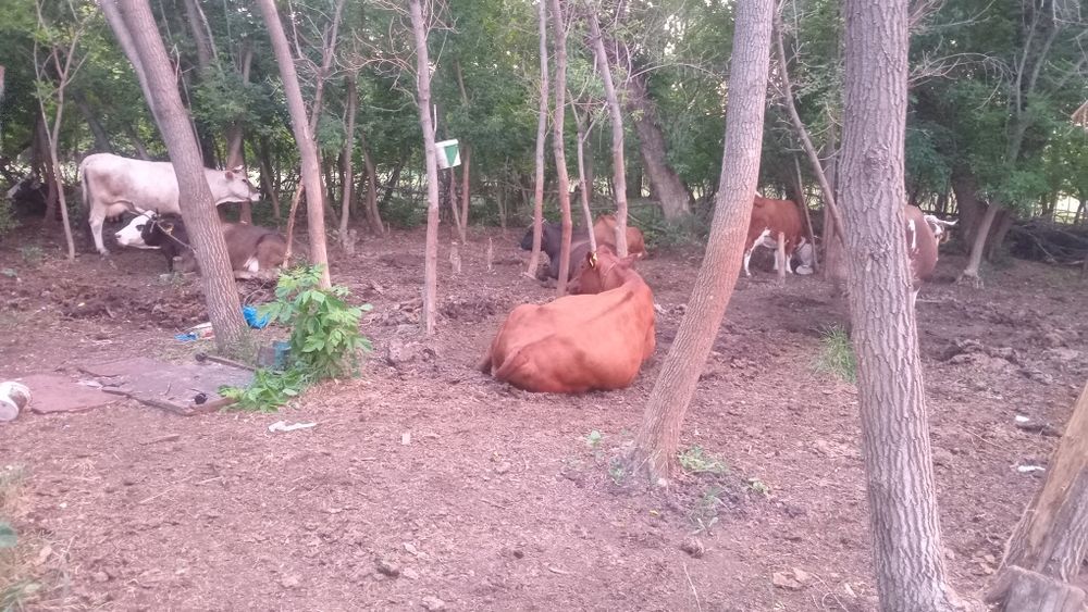 Сауын сирлар сатылады продам корова