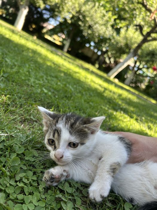 Ofer pisicute spre adoptie