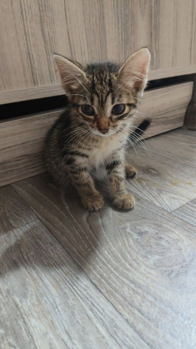 Отдам котенка в отличном состоянии