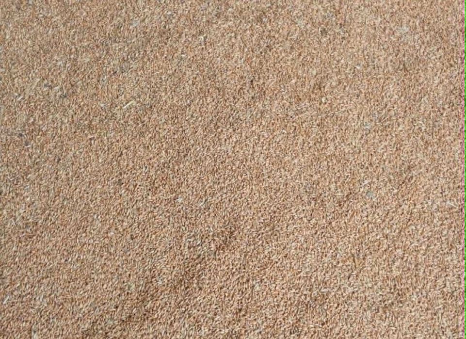 Triticale si grau