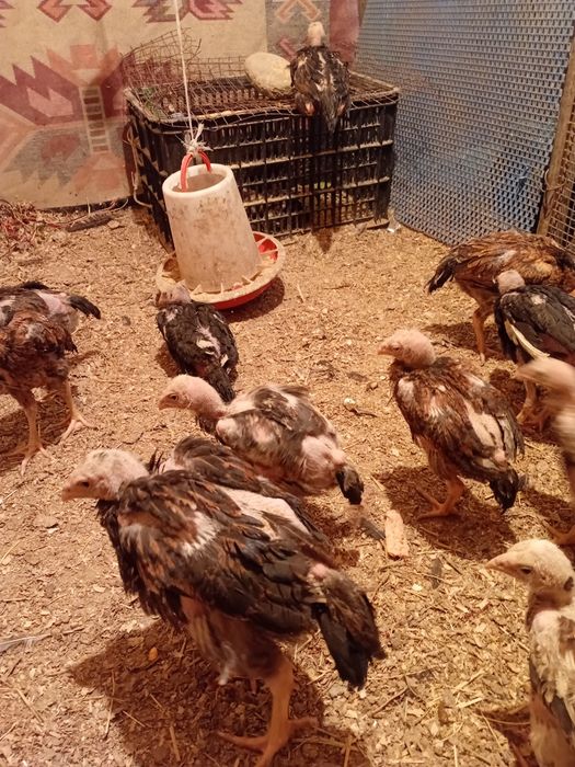 Цыплята , 2'5 месяца