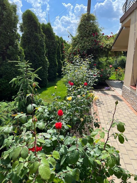 Amenajari terase și grădini. Curățare si toaletare pomi. Întreținere