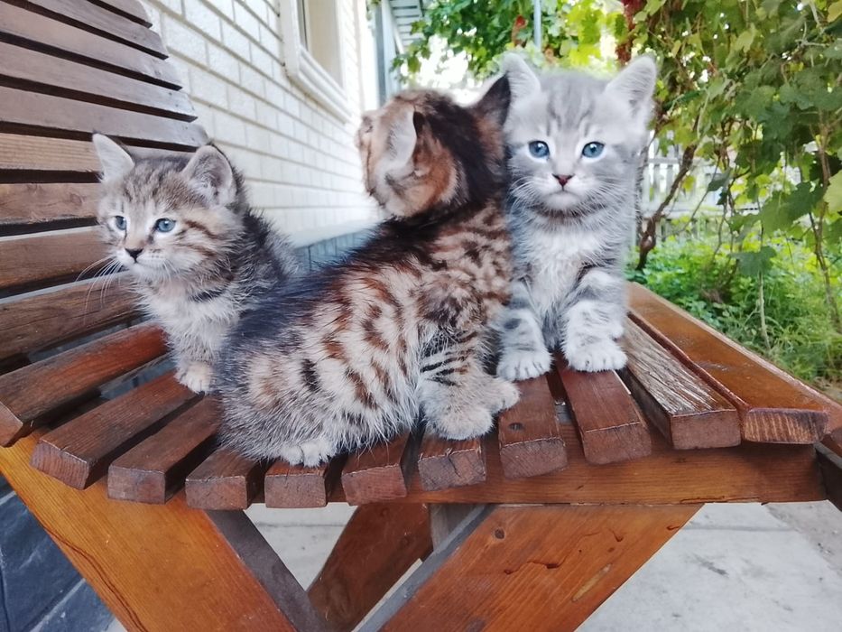 Отдам котят в добрые руки