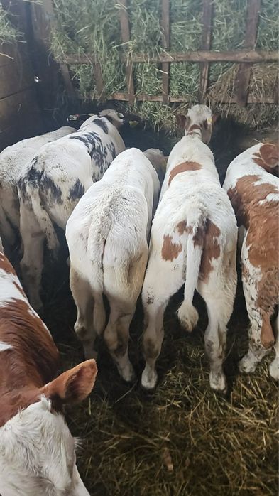 Vând viței belgian