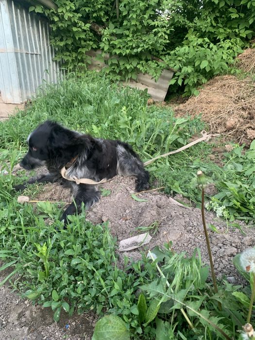 Руский спанель