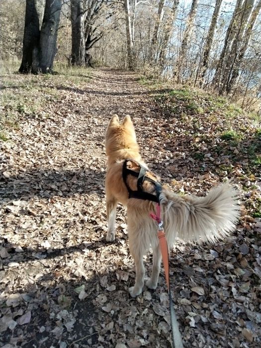 Собака бесплатно