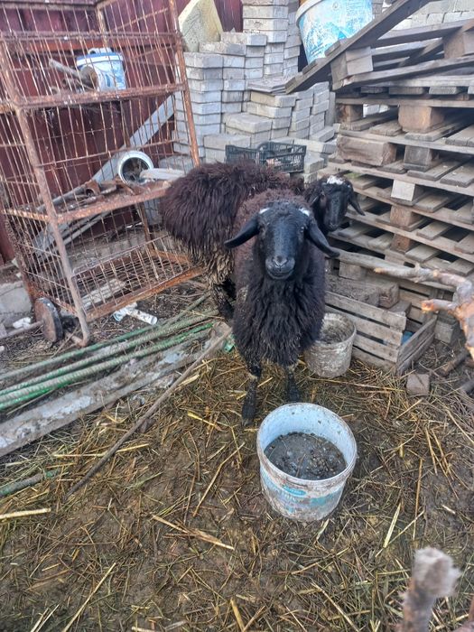 Продаётся две жирные токты.