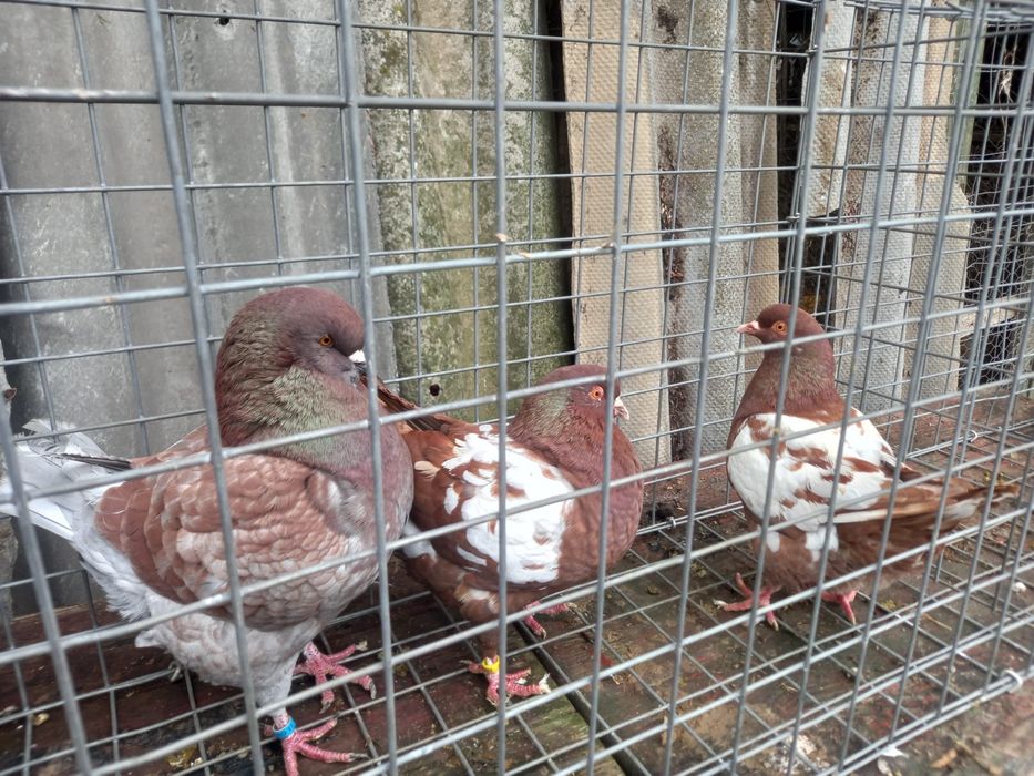 Porumbei dv , chingi,germani, curcani indieni, etc