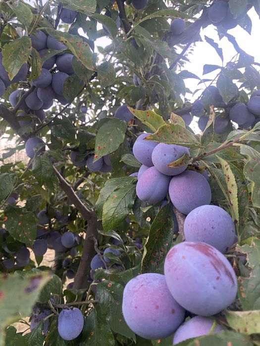Vand prune anna spath 1,2 lei kg