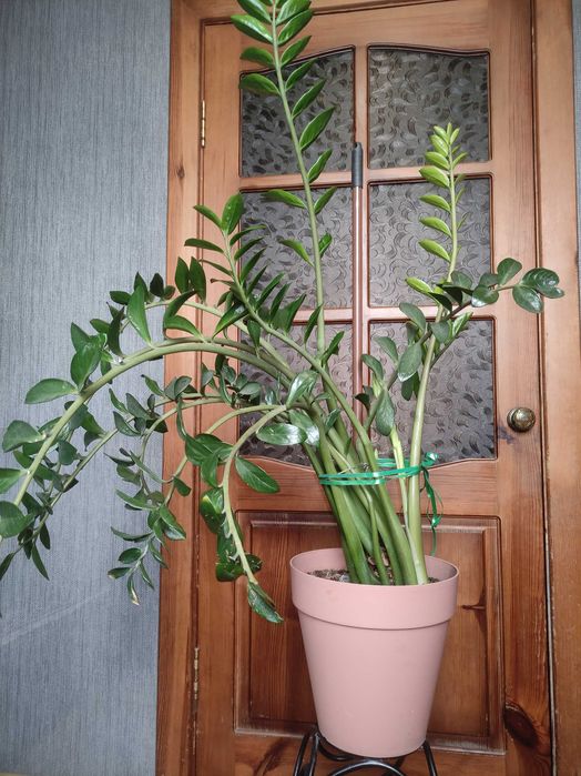 Цветок замиакулькас долларовое дерево