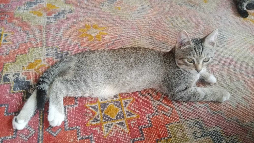 Котенок мальчик 3 месяца - в добрые руки