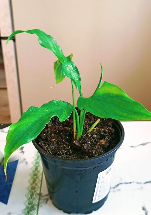 Цветы разные варианты