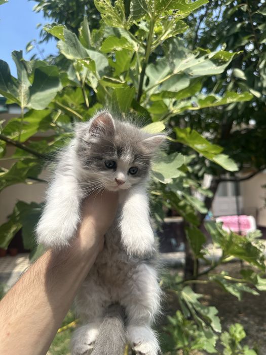 Mushuk bolasi sotiladi shinshila