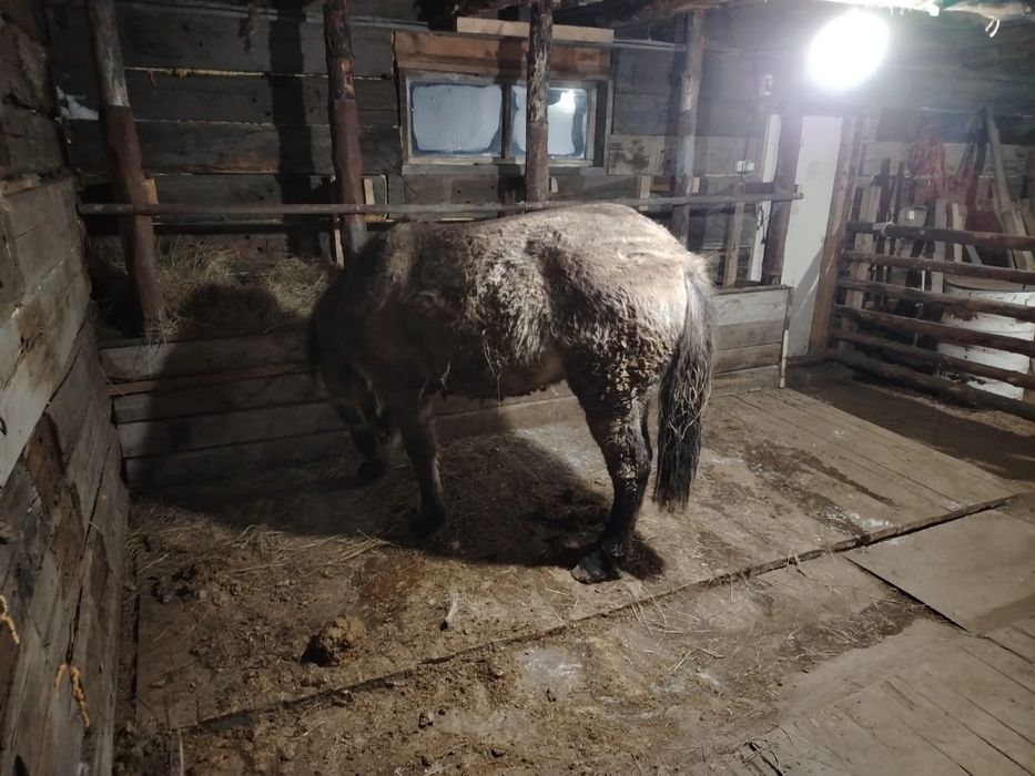 Продаётся тай откормленый