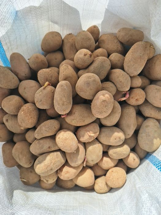 Cartofi de sămânță!