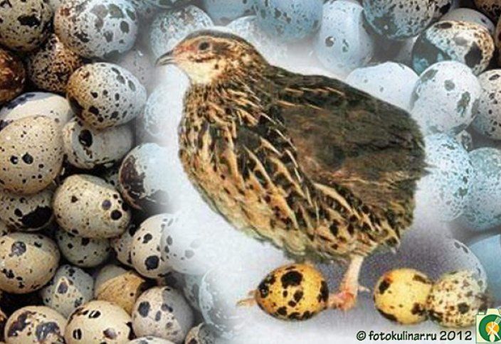 Бөдене жұмырқалалы