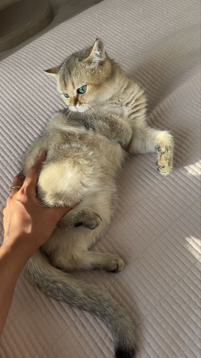 Золотоя шиншила, продаем