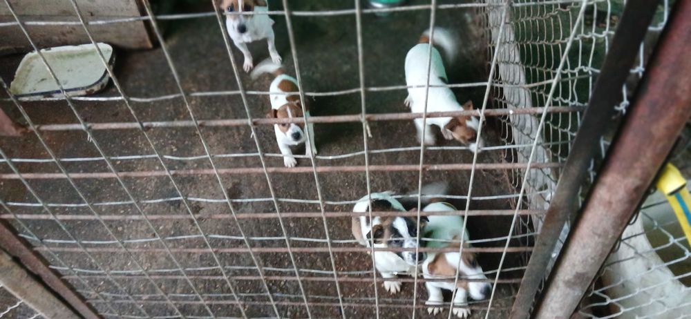 Джак ръсел. Три месечни ваксинирани. 300 лв