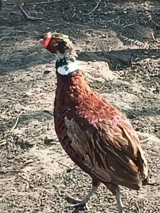 Fazani comuni de vanzare