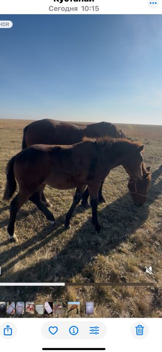 Жерибята от 200 до 350