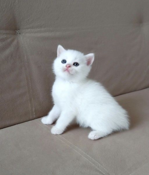 Белоснежные Британские котята